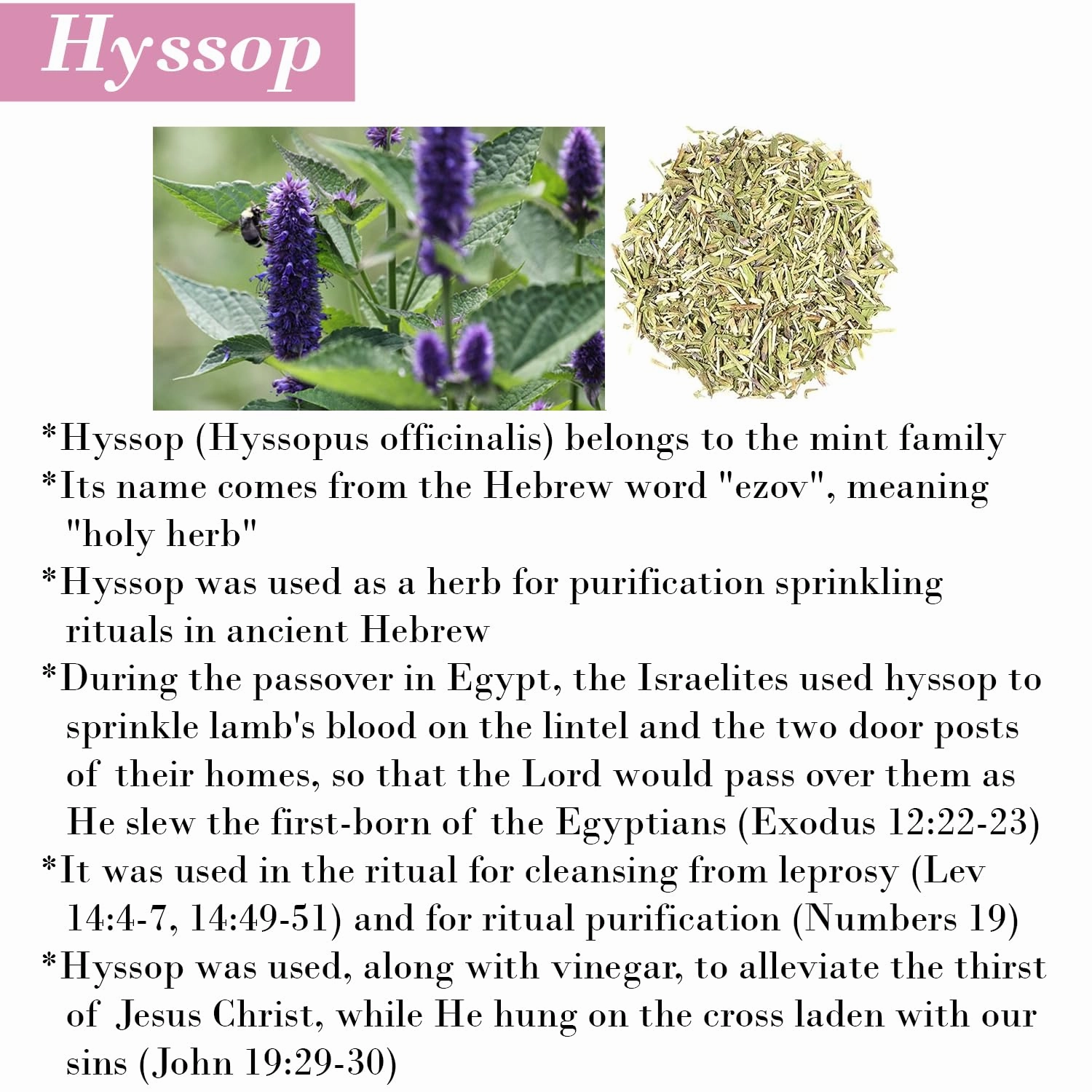 Cleanse Me With Hyssop Natural Hair and Body Wash, Organic Hyssop Infused Shampoo and Body Wash for Nourishing and Refreshing Hair & Body Cleansing (Rose)