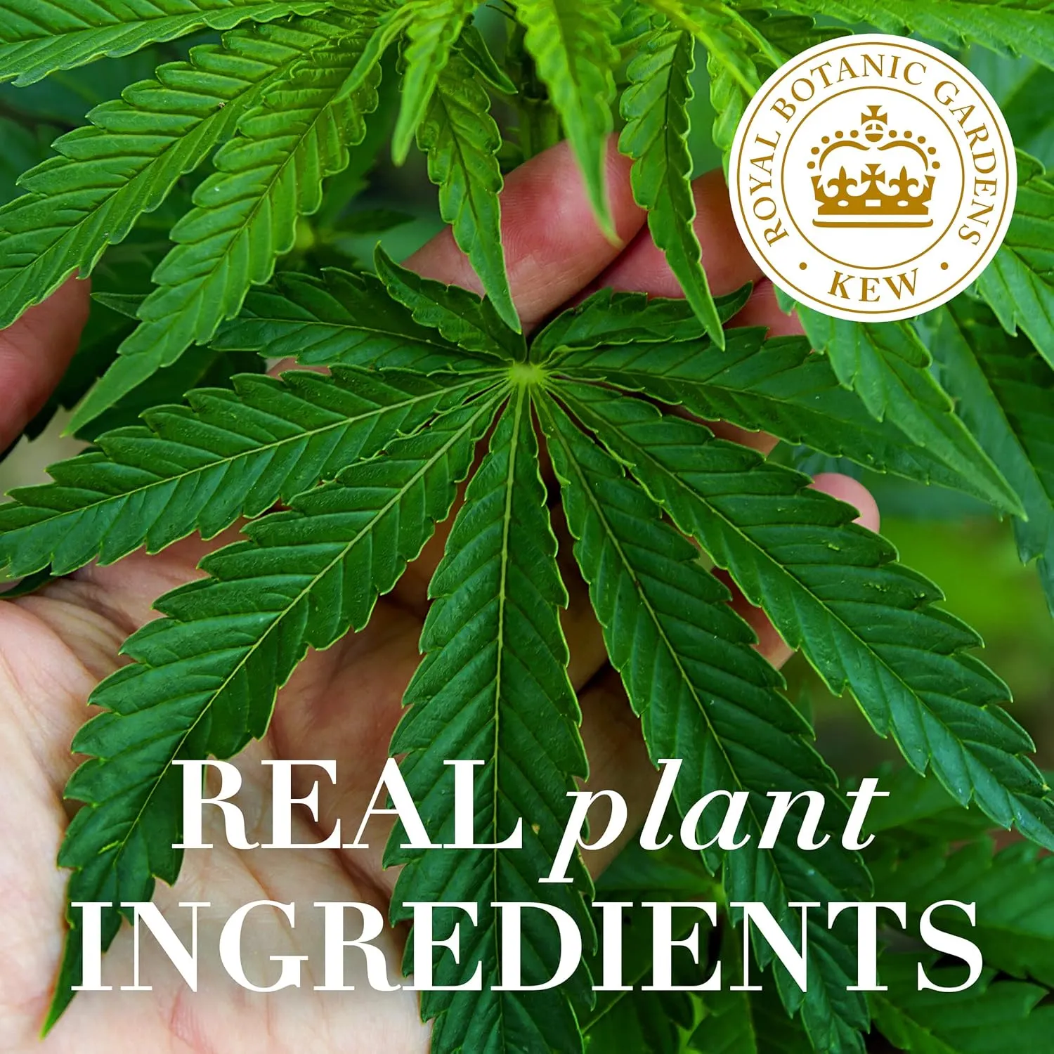Herbal Essences bio:renew Potent Aloe   Hemp Shampoo and Conditioner Bundle