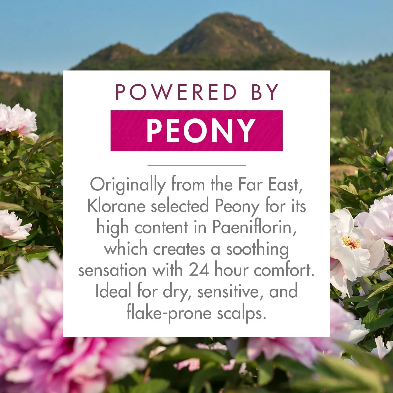 Klorane Shampoo with Peony, Soothing Relief for Dry Itchy Flaky Sensitive Scalp, pH Balanced, Provides Scalp Comfort