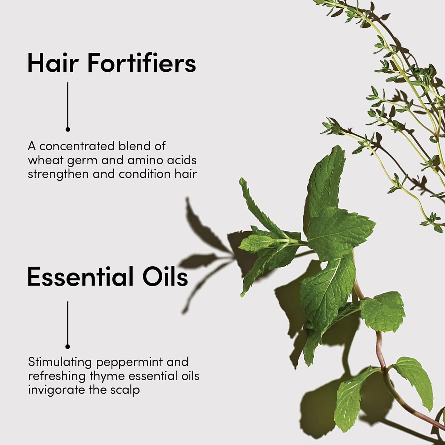 LATHER Mint Thyme Conditioner - Light Weight & Non-Greasy Crème Rinse Formula - Gentle Daily Hair Detangler Conditioner for Fine & Oily Hair - Sulfate Free - 8 Fl Oz Bottle