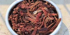 Shikakai Pods 400g – Natural Whole Acacia Concinna | Herbal Shikakai for Hair Wash, Scalp Cleanser, Ayurvedic Hair Care & Shampoo Treatment