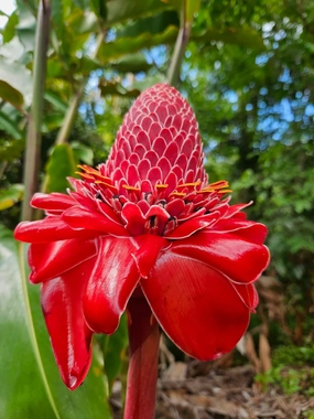 Torch Ginger Plant Rhizome 5pc / Wild Ginger Rhizomes/Etlingera elatior Shampoo Ginger Live Plant/Fresh Roots Raw/Torch Ginger Roots for Planting